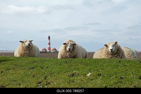 Sheep lying on dike in front of Westerhever lighthouse, Eiderstedt peninsula, Schleswig-Holstein, Germany-stock-foto