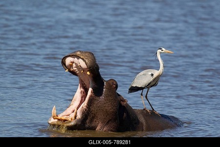 Grey Heron (Ardea cinerea) on the back of a Hippopotamus (Hippopotamus amphibius), Sunset Dam, Kruger National Park, South Africa-stock-foto