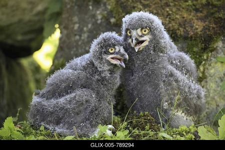 Snowy Owls (Nyctea scandiaca), two fledglings callingtdoors, outside, ornithology, zoology, color, colour-stock-foto