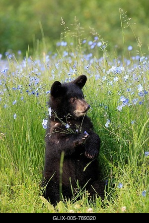 American Black Bear (Ursus americanus), cub, six months, Montana, USA, North America-stock-foto