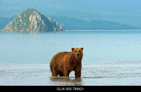 Brown bear (Ursus arctos), Kurile Lake, Kamchatka, Russia-stock-foto