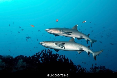 Two Whitetip Reef Sharks (Triaenodon obesus) swimming along the edge of a reef, Great Barrier Reef, UNESCO World Heritage Site, Queensland, Cairns, Australia, Pacific Ocean-stock-foto