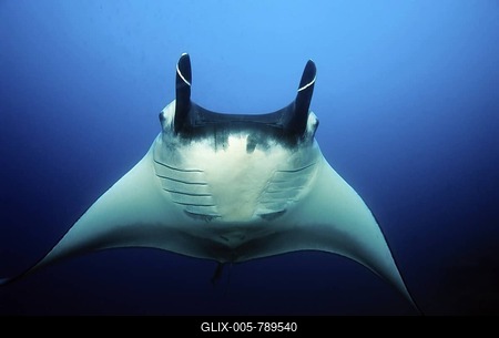 Manta Rays (Manta birostris), frontal, head fins rolled up, in midwater, blue water, Similan Islands, Andaman Sea, Thailand, Asia, Indian Ocean-stock-foto