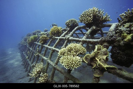 Coral breeding, Indonesia-stock-foto