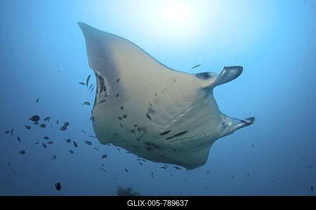 Manta Ray (Manta birostris), Maledives, Indian Ocean-stock-foto