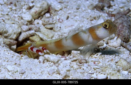 Randall's Pistol Shrimp (Alpheus randalli) and Magnus Prawn Goby (Amblyeleotris sungami), Palau, Pacific Ocean, Oceania-stock-foto
