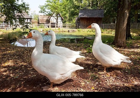 Geese in the open-air museum Kommern, Mechernich, North Eifel, Eifel, North Rhine-Westphalia, Germany-stock-foto