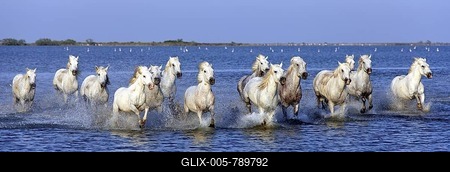 Camargue horses (Equus caballus), herd gallopping through water, Saintes-Marie-de-la-Mer, Camargue, France, Europe-stock-foto