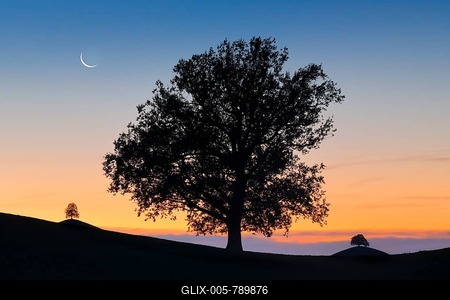 Oak at Hirzelpass, Zurich, Switzerland-stock-foto