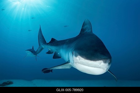 Tiger Shark (Galeocerdo cuvier), Fuvahmulah Island, Gnaviyani or Nyaviyani Atoll, Maldives-stock-foto