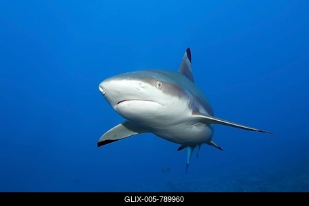 Blacktip reef shark (Carcharhinus-melanopterus) from the front, swimming in the South Pass Biosphere Reserve Fakarava Atoll, Tuamotu Archipelago, French Polynesia, South Pacific, Pacific Ocean-stock-foto