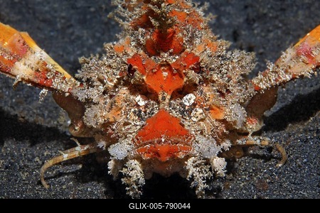 Bearded Ghoul (Inimicus Didactylus), frontal, on sand bottom, Gangga Island, Bangka Islands, Lembeh Straight, North Sulawesi, Indonesia, Molucca Sea, Asia-stock-foto