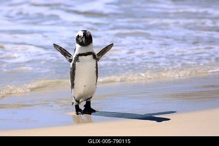 Jackass Penguin, African Penguin or Black-Footed Penguin (Spheniscus demersus), on the beach, Boulder, Simon's Town, Western Cape, South Africa, Africa-stock-foto