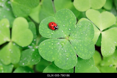 Seven-spot ladybird on clover, Switzerland-stock-foto