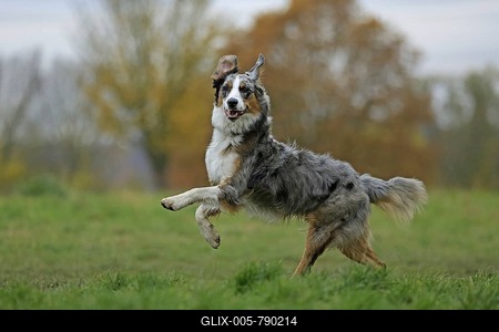 Australian Shepherd, Germany-stock-foto