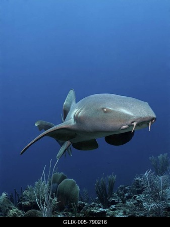 Nurse Sharks (Ginglymostoma cirratum) swimming amongst the coral reef in search of prey, barrier reef, San Pedro, Ambergris Cay Island, Belize, Central America, Caribbean-stock-foto
