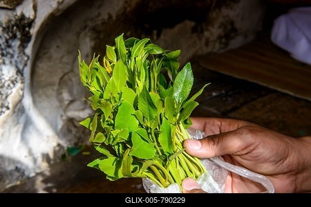 Hand holding Khat or Qat (Catha edulis), Yemen-stock-foto