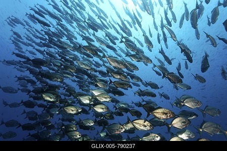 Shoal of Cottonmouth Jacks or Blacktip Trevallies (Uraspis secunda) swimming in open water, pelagic zone, Darwin Island, Galapagos archipelago, UNESCO World Heritage Site, Ecuador, South America, Pacific Ocean-stock-foto