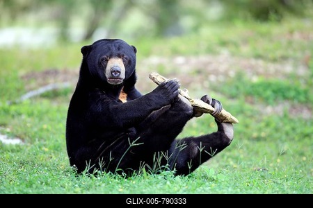 Sun bear or honey bear (Helarctos malayanus), adult, male, playing, captive, Miami, Florida, USA-stock-foto