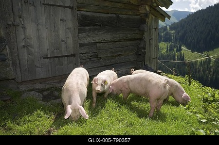 Domestic pigs in front of a stable, Laerchenbergalm, alpine pasture, Windautal, Westendorf, Tyrol, Austria, Europe-stock-foto