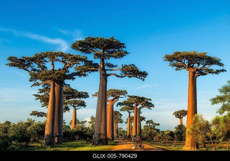 Baobab avenue (Andasonia grandidieri) in western Madagascar-stock-foto