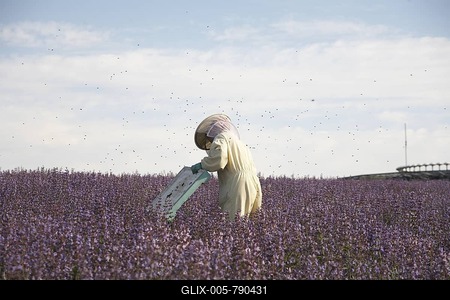 Beekeeper in beekeeper suit in a blooming sage field, Common sage (Salvia officinalis), supplying a beehive, with many swarming bees (Apis), making honey, sage honey-stock-foto