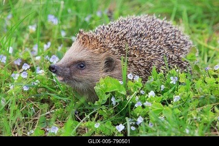 European hedgehog (Erinaceus europaeus), Switzerland-stock-foto