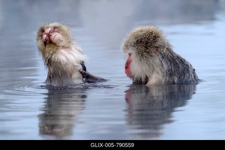 Japanese Macaque or Snow Monkey (Macaca fuscata) taking a bath in a hot spring, with young, Affenpark Jigokudani, Nagano Pr臟ektur, Japan-stock-foto