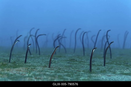 Brown Garden Eel (Heteroconger longissimus), colony on sandy ground, Madeira, Portugal, Europe, Atlantic, Ocean-stock-foto