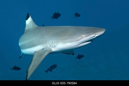 Blacktip Reef Shark (Carcharhinus melanopterus), with Niger Trigger Fish (Odonus niger), UNESCO World Heritage Site, Great Barrier Reef, Australia, Pacific Ocean-stock-foto