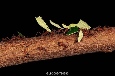 Leafcutter ant (Atta sexdens), carries leaf, South America, Central America-stock-foto