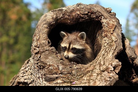 Raccoon (Procyon lotor), captive, female in its den, Montana, United States-stock-foto