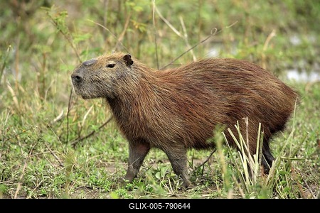 Capybara (Hydrochoerus hydrochaeris), adult, Pantanal wetland, Brazil, South America-stock-foto