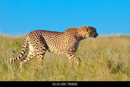 Cheetah (Acinonyx jubatus), walking, Addo Elephant National Park, Eastern Cape, South Africa-stock-foto