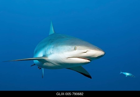 Caribbean reef shark (Carcharhinus perezi), swimming in open water, Republic of Cuba, Caribbean, Central America-stock-foto