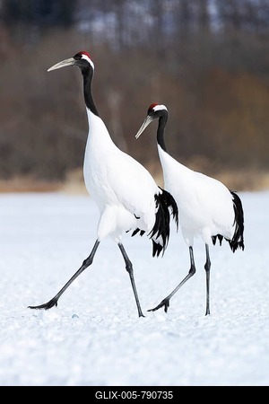 A pair of Red-crowned Cranes, Japanese Cranes or Manchurian Cranes (Grus Japonensis) walking in unison during courtship, Kushiro-Shitsugen-Nationalpark, Kushiro, Hokkaido, Japan-stock-foto