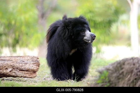 Sloth bear or Labiated Bear (Ursus ursinus), adult, male, Asia-stock-foto