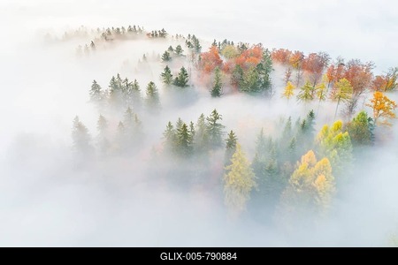 Forest with wafts of mist, Zuercher Oberland, Switzerland-stock-foto