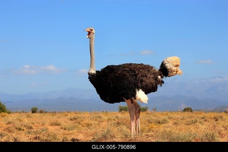Ostrich or Common Ostrich (Struthio camelus australis), yawning male, Karoo, South Africa-stock-foto