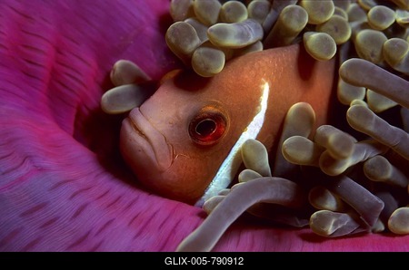 White-maned anemonefish or pink anemonefish, Amphiprion perideraion.-stock-foto