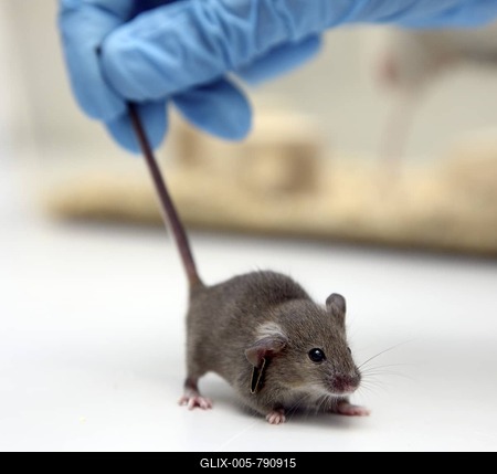 Mouse bred for experimental purposes, Centre for Medical Biotechnology of the University Duisburg-Essen, North Rhine-Westfalia, Germany, Europe-stock-foto