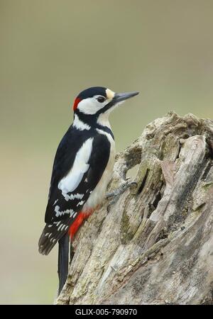 Great spotted woodpecker (Dendrocopos major), male, sitting on deadwood, Rothaargebirge, Siegerland, North Rhine-Westphalia, Germany-stock-foto