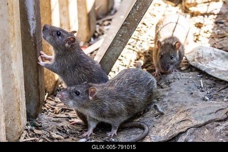 Many cities have a rat problem. The state capital Stuttgart sees itself as a model municipality for rat management. Symbolic photo. Rats on a rubbish container at Stuttgart Central Station, Baden-Württemberg, Germany-stock-foto