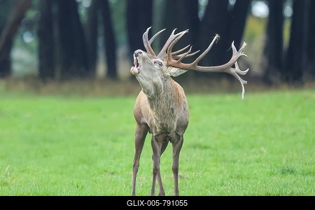 Red deer (Cervus elaphus) capital stag roaring in a forest clearing during the rutting season, wildlife, mammal, Forsthaus Hohenroth am Rothaarsteig, Siegen-Wittgenstein, North Rhine-Westphalia, Germany-stock-foto