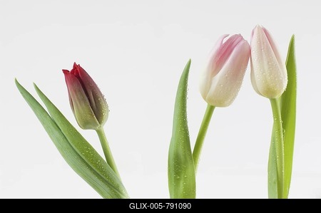 Tulips (Tulipa)-stock-foto