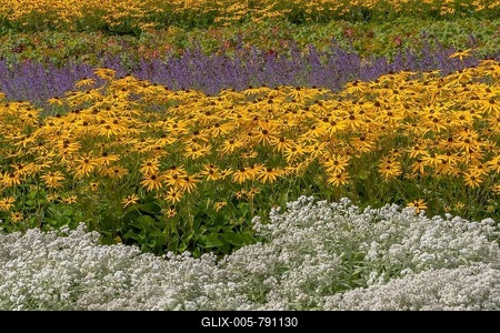 Perennial bed with summer flowers, Germany-stock-foto