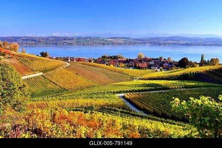 Yellow vineyards in autumn on Lake Murten, in the back Bernese Alps, Canton Fribourg, Switzerland-stock-foto