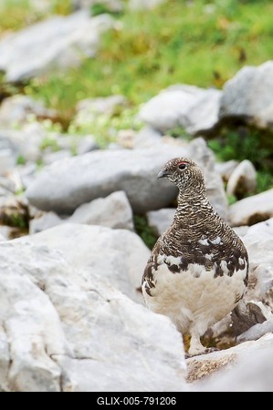 Rock Ptarmigan (Lagopus muta), Bavaria, Germany-stock-foto