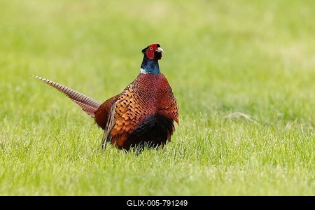 Common pheasant (Phasianus colchicus) cock standing in meadow, Bislicher Island, North Rhine-Westphalia, Germany-stock-foto
