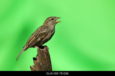 House sparrow (Passer domesticus), sits on deadwood and whistles, Siegerland, North Rhine-Westphalia, Germany-stock-foto